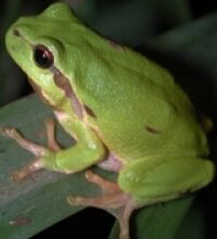 Raganella (Hyla Arborea)