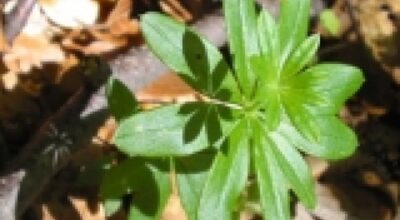 Asperula (Asperula odorata L.)