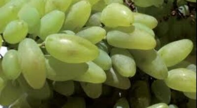 Uva Cornicella