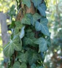 Edera (Hedera helix L. )