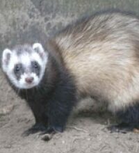 Puzzola (Mustela Putorius)
