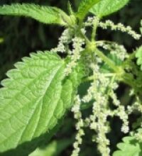 Ortica (Urtica dioica L. – Ortica urens L.)