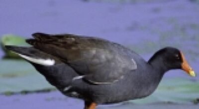 Gallinella d’acqua (Gallinula chloropus)