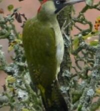 Picchio verde (Picus viridis)