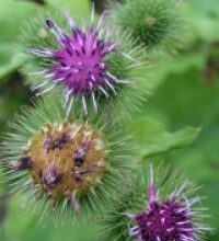 Bardana (Arctium lappa L.)