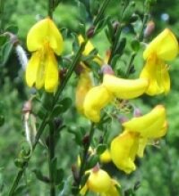 Ginestra (Cytisus scoparius L. )