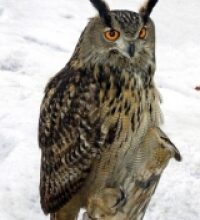 Gufo reale (Bubo bubo)