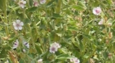 Altea (Althea officinalis L.)