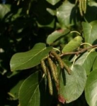 Ontano napoletano (Alnus cordata)
