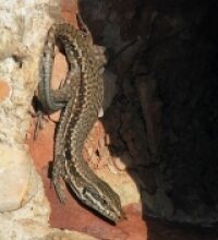 Lucertola dei muri (Podarcis muralis)