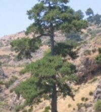 Pino Laricio (Pinus laricio)