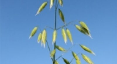 Avena (Avena sativa L.)