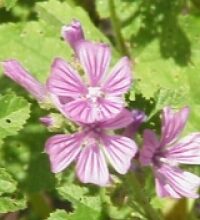 Malva (Malva Silvestris L.)