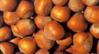 Nocciola