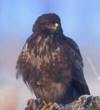 Poiana (Buteo buteo)