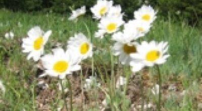 Anthemis