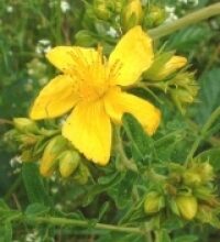 Iperico (Hypericum perforatum L. )