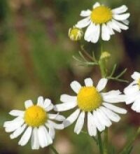 Camomilla (Matricaria chamomilla L.)