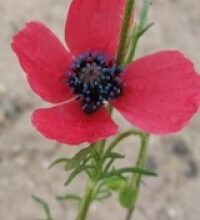 Papavero (Papaver rhoeas L.)
