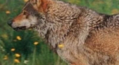 Lupo (Canis lupus italicus)