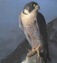 Falco pellegrino (Falco peregrinus)