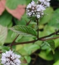 Menta (Mentha)