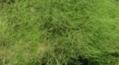 Asparago (Asparagus Officinalis L.)